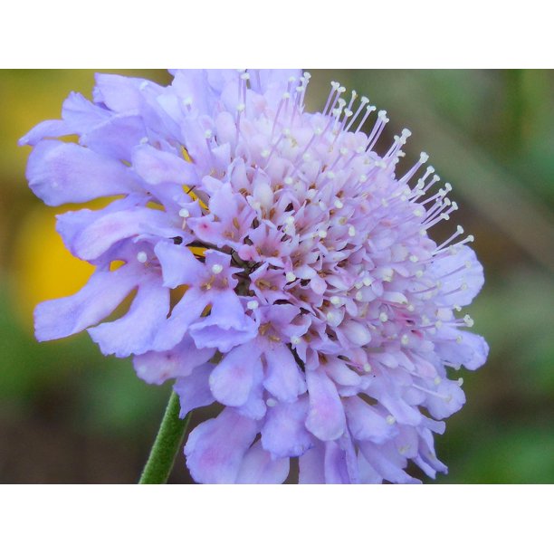 Pincushion Flower Plant Pincushion Bloom Flower12 Inch By 18 Inch