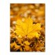 thumbnail image 1 of Póster de lienzo de decoración de otoño, hojas amarillas, vista de otoño, arte de pared, Impresión de pintura de calabaza, imagen de Halloween, sala de estar, dormitorio, 1 of 4