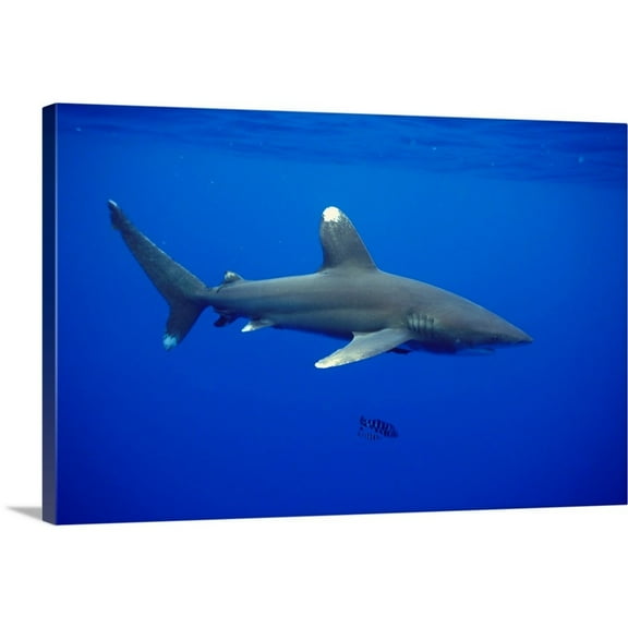 Great Big Canvas "Hawaii, Oceanic Whitetip Shark Side View" by Dave Fleetham White Blue Wrapped Canvas Print Wall Artwork