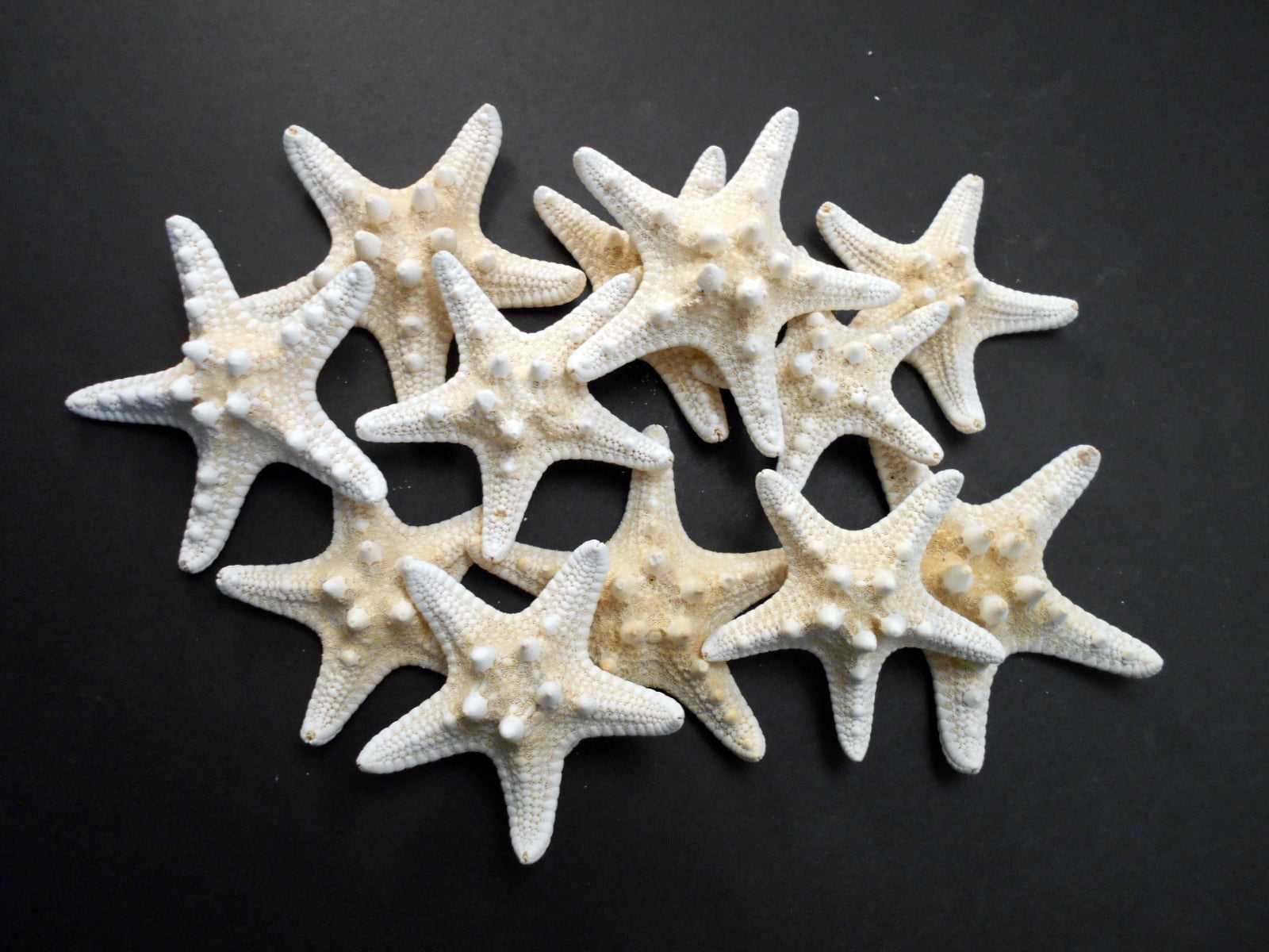 50 REAL  WHITE FINGER STARFISH STAR FISH SEASHELLS 4-6" WEDDING DECOR FAVORS 