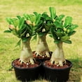 thumbnail image 5 of Premium Desert Rose For Planting-Ornamental-Exquisite Variegated Blossoms-Ideal Yard & Patio Decor(Non-Artificial), 5 of 5