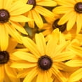 thumbnail image 2 of The Old Farmer's Almanac Rudbeckia Black Eyed Susan Seeds - Premium Non-GMO, Open Pollinated, USA Origin, Flower Seeds - 1 Gram, 2 of 7