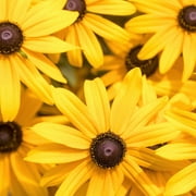 The Old Farmers Almanac Rudbeckia Black Eyed Susan Seeds - Premium Non-GMO, Open Pollinated, USA Origin, Flower Seeds - 1 Gram