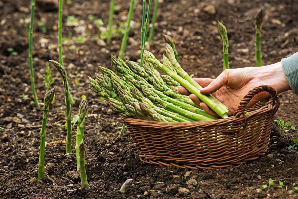 Millennium Live Asparagus Bare Root Plants - 2yr Crowns - Can Not Ship to California (15 Asparagus Roots)