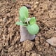 thumbnail image 5 of Sac Biodégradable 500pcs 810cm Versailles pour Semis Sac Biodegradable Non-tissé de Pépinière Respctueux Environnement Élever Taux Survie de Plante Convenir Maison Jardin esquí esquí Gafas de esquí, 5 of 5