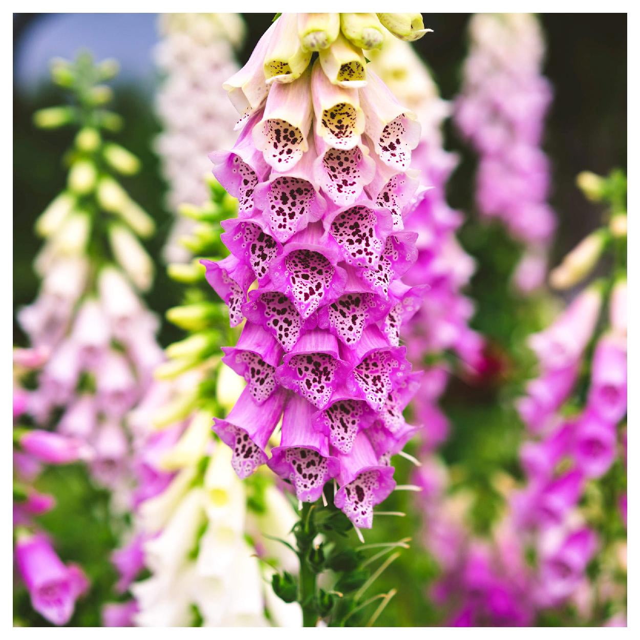 Everwilde Farms - 1 lb Mixed Foxglove Garden Flower Seeds - Gold Vault Bulk Seed Packet