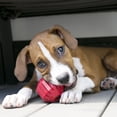 thumbnail image 2 of Juguete para Perro Kong Stuff ayuda a Limpieza dental, 2 of 5