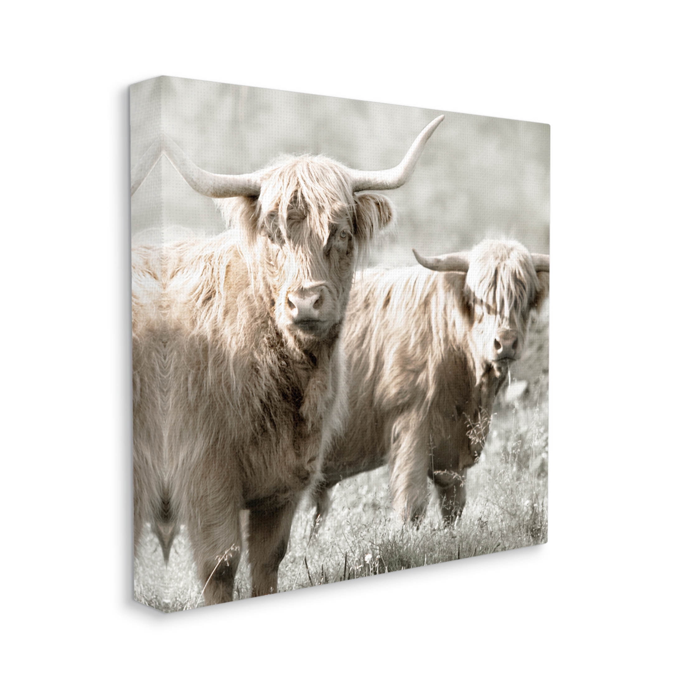 Stupell Industries Highland Cattle Pair Grazing Photograph Gallery Wrapped Canvas Print Wall Art, Design by Danita Delimont
