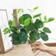 thumbnail image 3 of Plantas de simulación de interior, pequeñas plantas en maceta, plantas falsas decorativas, adornos de escritorio, 3 of 4