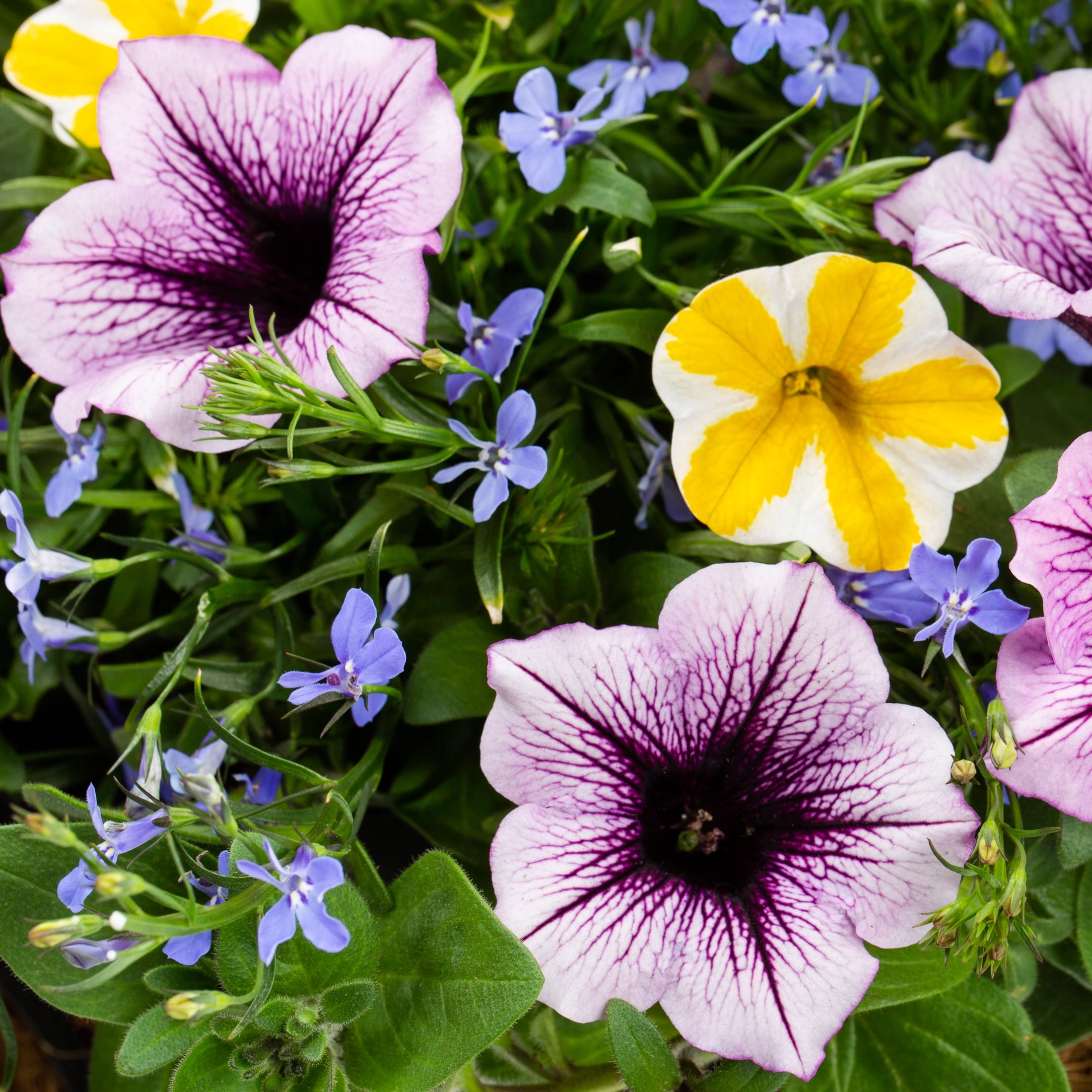 Proven Winners 2G Multicolor Annual Combo Live Plants with Hanging Basket
