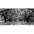 thumbnail image 2 of Anonymous 18x11 Gold Ornate Wood Framed with Double Matting Museum Art Print Titled - Avenue of oaks, South Carolina, 2 of 4