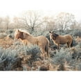 thumbnail image 3 of Frank, Assaf 24x19 Black Modern Framed Museum Art Print Titled - Horses in the wild, 3 of 5