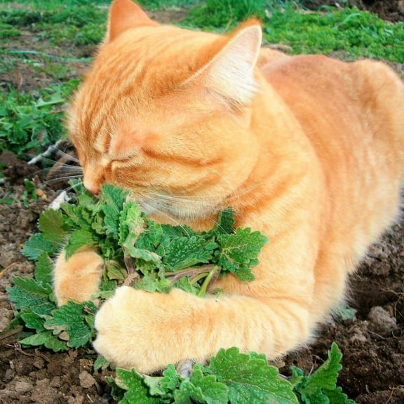 TomorrowSeeds - Catnip Seeds - 3000 Count - For 2026 Planting Nepeta Catwort Garden Vegetable