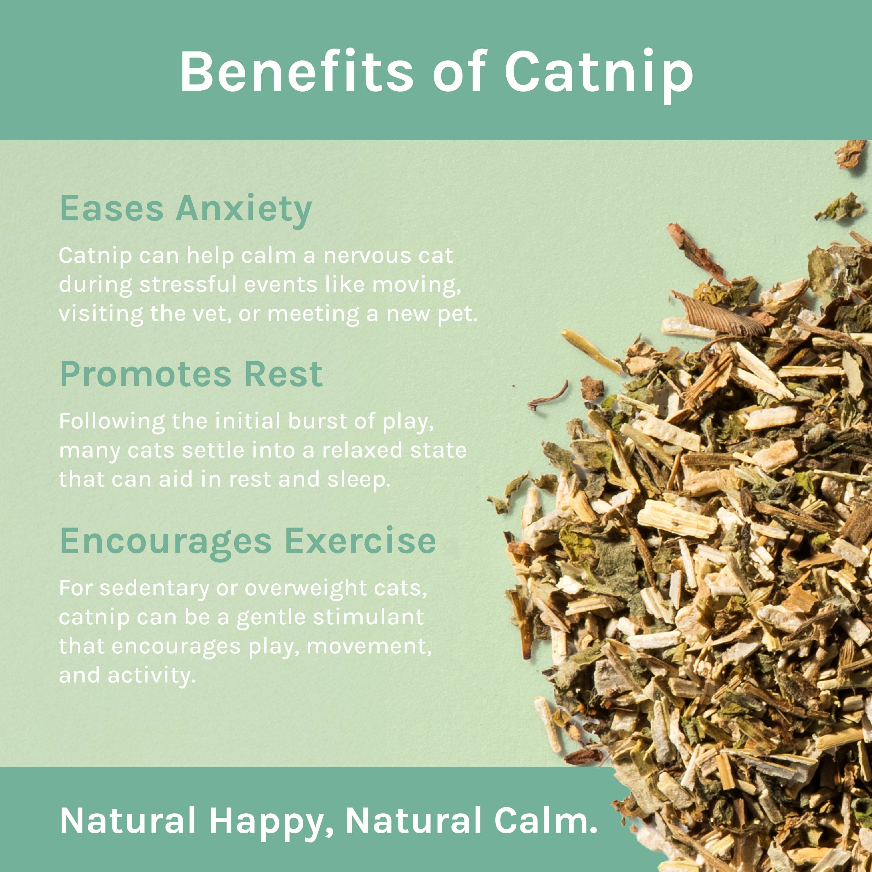 Kitty City Premium Natural Ground Catnip, 3 Pack, Long-Lasting Fresh Catnip, 7.5 Cups Total