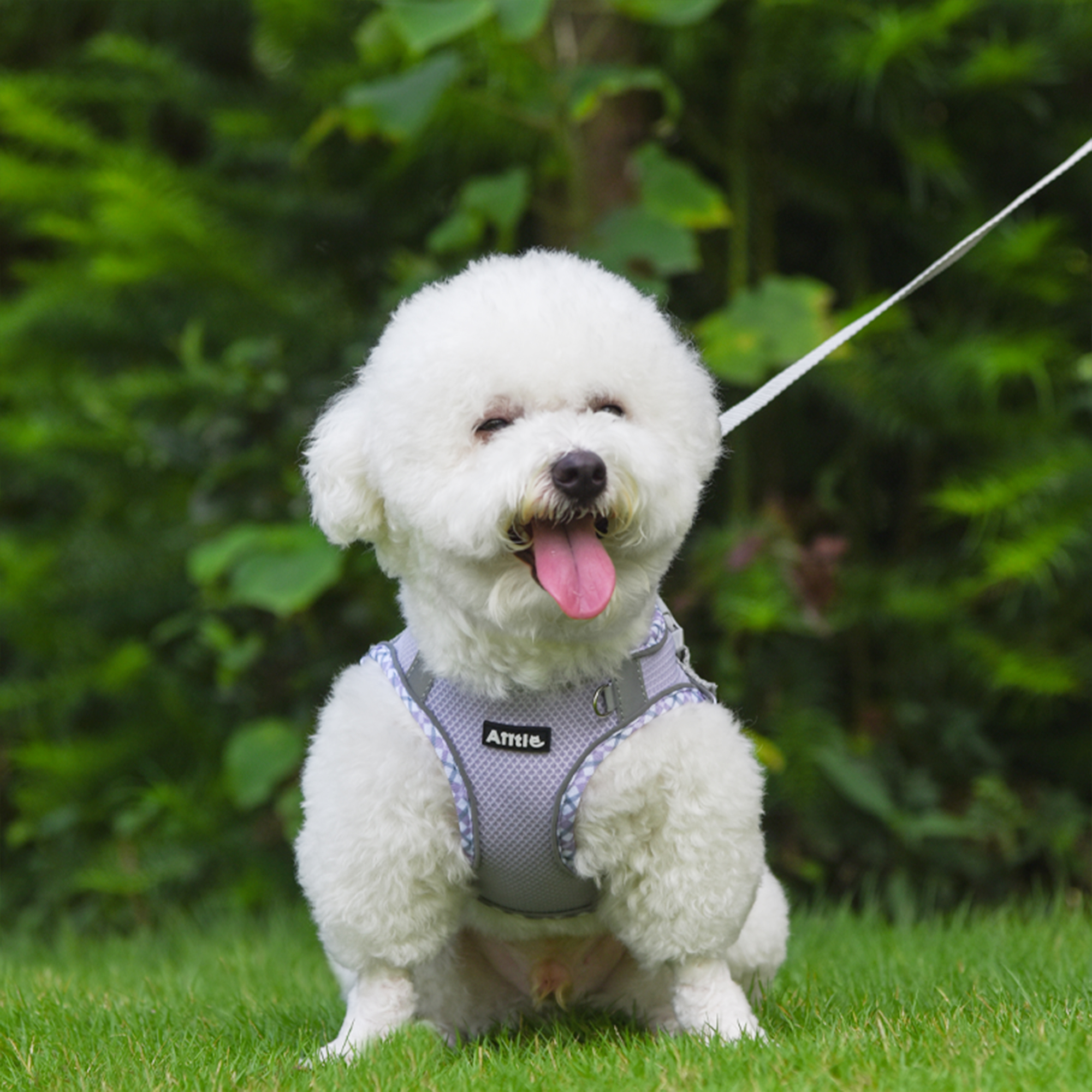 AIITLE Step-In Reflective Pet Harness & Leash, Purple XXXS photo 4