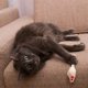 thumbnail image 4 of Ratón de gato de imitación de felpa, divertido juguete para gato que se golpea solo, ratón de juego y hierba gatera de razas medianas, 5 uds. (Color), 4 of 5