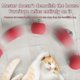 thumbnail image 3 of Pelota Rodante Interactiva para Gatos Super Drive, Pelotas Rodantes para Gatos con Sensor de Movimiento Activado por el Canto de los Pájaros, Juguete para Gatitos, 3 of 10