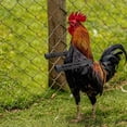 thumbnail image 3 of JAKANYQ Chicken Arms For Chickens Chicken Arms With Chicken Arms Suitable For Real Chickens Chicken Arms With Chicken Chicken Birthday Decorations Novelty Funny Toy, 3 of 4
