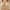 Beige, variant on Summer Savings Clearance 2025! TAGOLD Womens Plus Size Bra Clearance,Summer Casual Bras for Womens,Woman's Printing Gathered Together Daily Bra Underwear No Rims