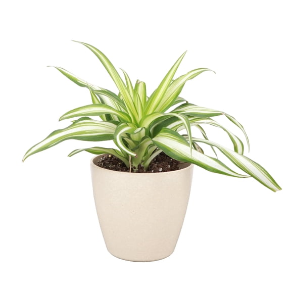 Live  Variegated Spider Plant - Pet Safe - 4" Full Eco Decorative Pot