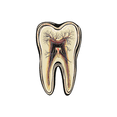 thumbnail image 3 of Realistic Tooth Anatomy Stickers, Waterproof Tooth Anatomy Sticker for Water Bottle Laptop Phone Cases Planner Skateboard Luggage Helmet Party Favor Decor, Ideal for Adults Teens Teacher Rewards, 3 of 9