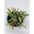 thumbnail image 6 of Variegated Wayetii, Rare Hoya, 6 inch, ready for upgrade, 6 of 9