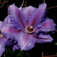thumbnail image 3 of Direct Gardening Danielle Clematis Vine Purple Flowering Perennial Starter Plant, 3 of 5