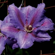 Danielle Vancouver Clematis Vine, Bare Root Starter Perennial Plant (1-Pack)
