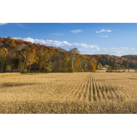 Ripe Cornfield and Barn in Brown County, Indiana, USA Print Wall Art By Chuck (Best Restaurants In Brown County Indiana)