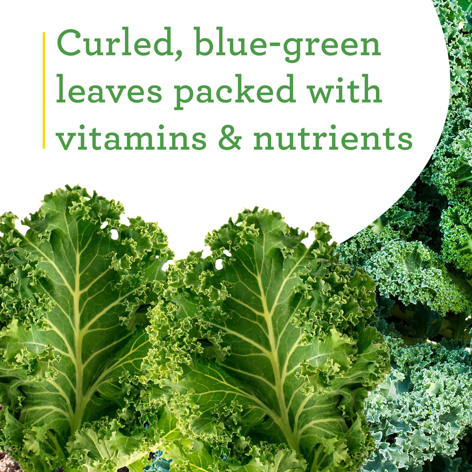 Bonnie Plants Curly Kale 19.3 oz. 4.5-inch
