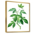 thumbnail image 3 of Designart 'Ancient Green Leaves Plants V' Traditional Framed Canvas Wall Art Print, 3 of 5