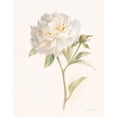thumbnail image 3 of Gango Home Decor Shabby-Chic Garden Poppy & Peony by Danhui Nai (Ready to Hang); Two 11x14in Distressed Framed Prints, 3 of 5
