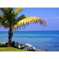 thumbnail image 5 of American Plant Exchange Coconut Palm Tree, Dwarf Malaysian Green, Tropical Live Plant, 6-Inch Pot, Fruiting Houseplant for Indoor/Outdoor Use, 5 of 7