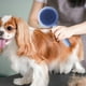 thumbnail image 1 of Fiudx Cepillo Quitapelos para Mascotas, Autolimpiable, Diseño En Forma de Huevo, Depilación con Un Solo Clic, Suave con La Piel, Cerdas de Acero Inoxidable, Fácil Mantenimiento, para Gatos y Perros,, 1 of 6