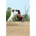 thumbnail image 3 of Jolly Pets 10-Inch Horse Jolly Ball, Blue, 3 of 6