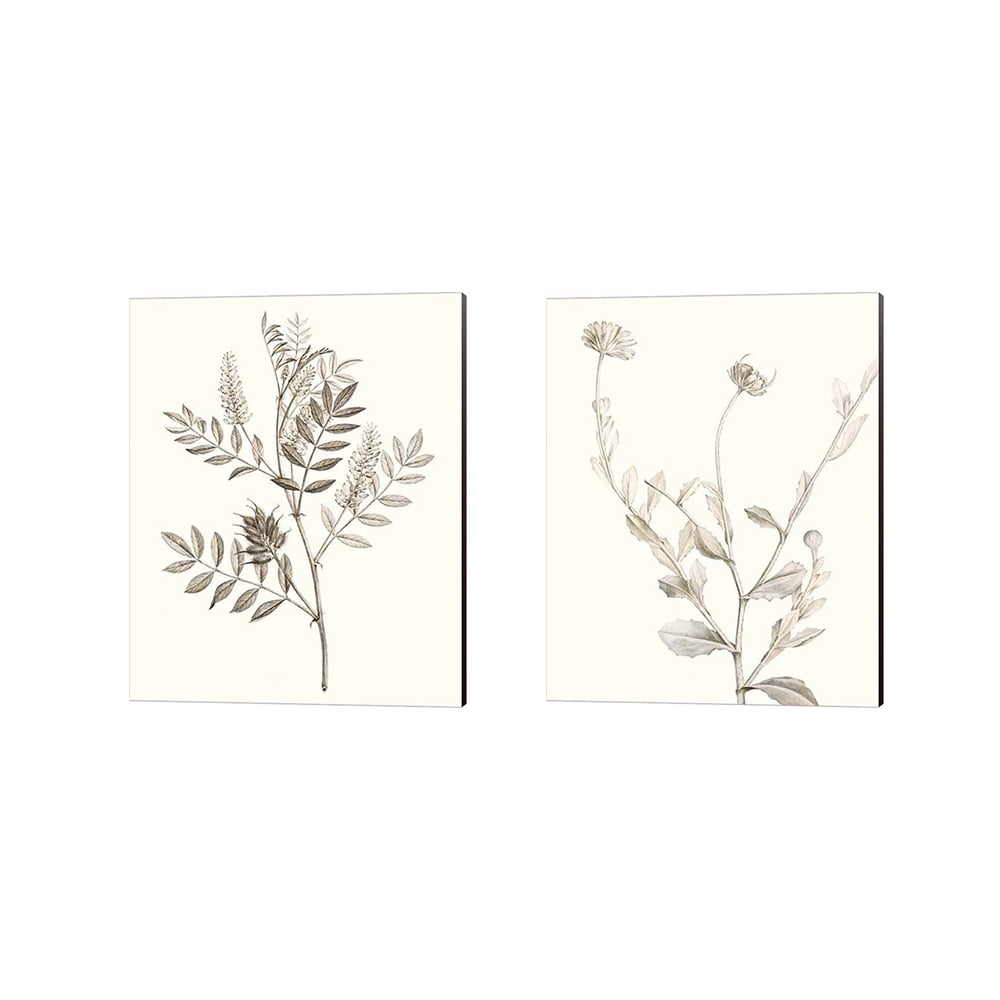 Neutral Botanical Study Brown Canvas Art Set, 12" x 15"