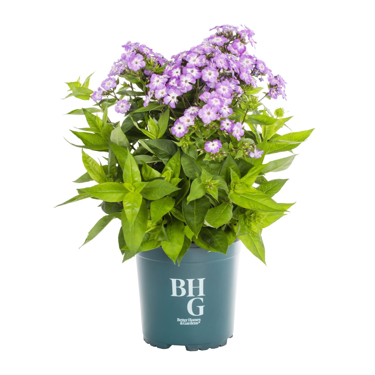 Better Homes & Gardens 2.5QT Pink Pop Phlox Live Perennial Plant Sun 3-Pack