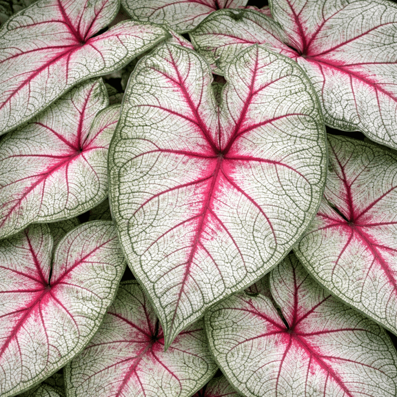 Summer Breeze Caladium Bulbs – White, Pink and Green Heart-Shaped Foliage – Shade Loving Caladium for Gardens, Containers and Landscaping (12 Bulbs)