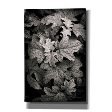 Epic Graffiti 'Hydrangea Leaves in Black and White' by Debra Van Swearingen, Canvas Wall Art, 12"x18"