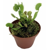 Green Dragon Venus Fly Trap Live Plant - CARNIVOROUS - Dionaea - 3" Pot