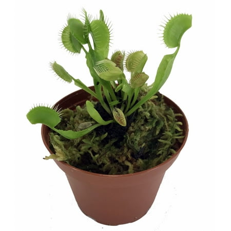 Green Dragon Venus Fly Trap Live Plant - CARNIVOROUS - Dionaea - 3 Pot