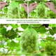 thumbnail image 2 of 50 bolsas de protección para uvas, 40 x 30 cm, bolsas de organza con cordón, bolsa de protección para frutas, mosquitera, protección y control de plagas para jardín (fruta verde) esquí esquí Gafas de esquí, 2 of 5