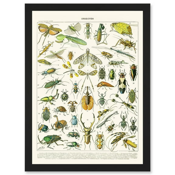 Millot Encyclopedia vintage Flying Insects Beetles Nature Artwork Framed Wall Art Print A4