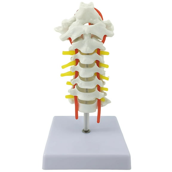 Human Cervical Spine Skeleton Model with Carotid Artery and Occipital Bone, PVC Anatomical Model for Medical Students, Detailed Spine Anatomy for Education, Ideal for Teaching and Patient Education