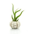 thumbnail image 1 of Air Plant Urchin| Sputnik Sea Urchin with Exotic Caput Medusa Tillandsia | Nautical Crush Trading TM, 1 of 3