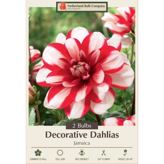 Jamaica Decorative Dahlia - 2 Root Clumps - Double White/Red Blooms