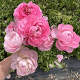 thumbnail image 5 of Set 10 Pink Ranunculus Bulbs, Ranunculus Bulbs, Ideal for Growing Outdoor, 5 of 5