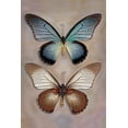 thumbnail image 2 of Reynolds, Richard 13x18 White Modern Wood Framed Museum Art Print Titled - Great Blue Swallowtail Top - Underside, 2 of 4