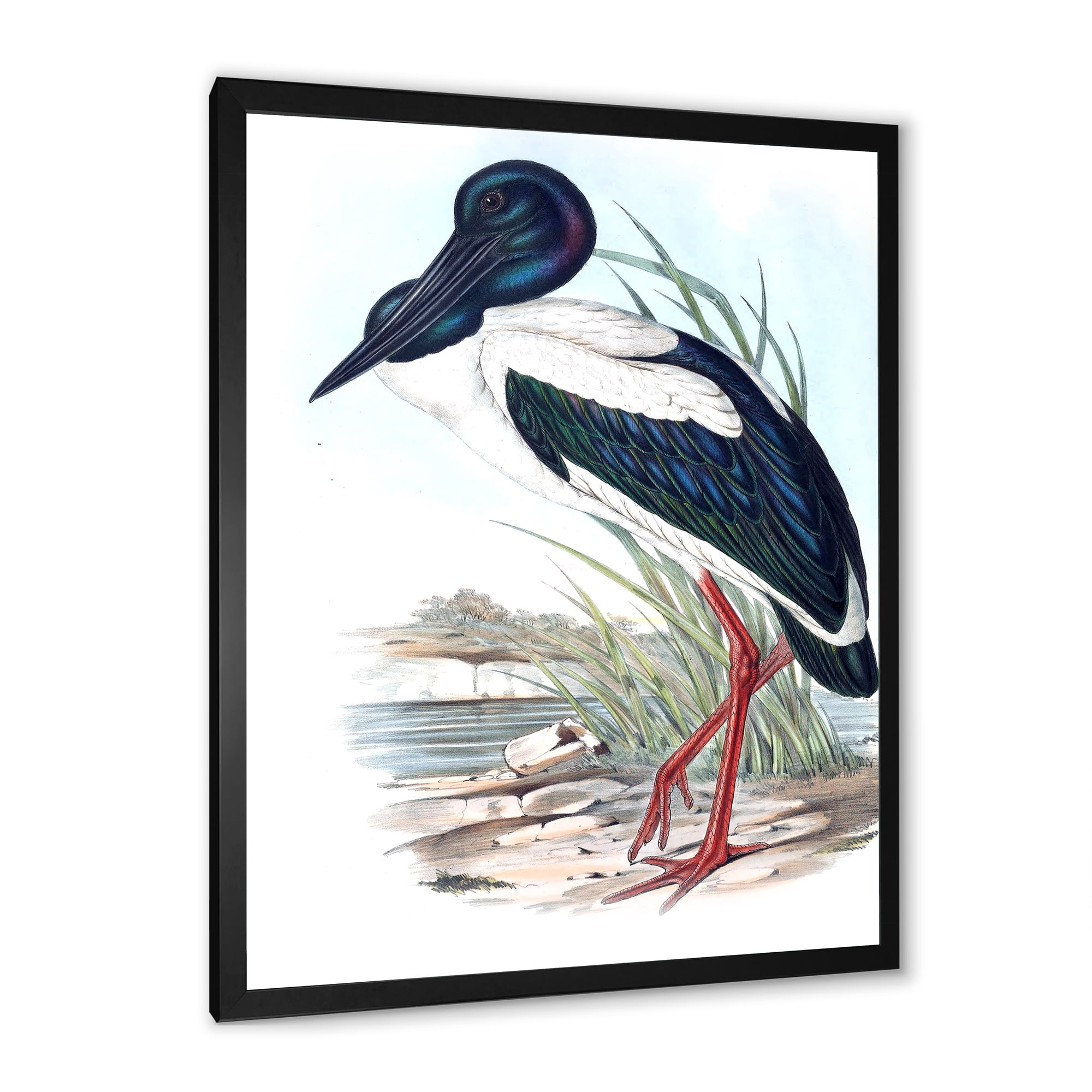 Designart 'Australian Vintage Birds I' Traditional Framed Art Print