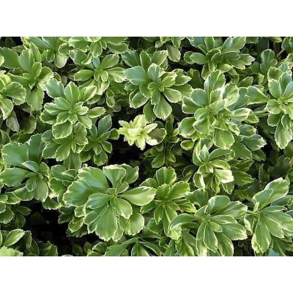 Classy Groundcovers, Variegated Japanese Spurge, Pachysandra Variegata (50 Bare Root plants)